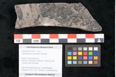 Foto (Objekt + Etikett) von Lepidodendron obovatum Sternbg. (NHMW-GEO-2024-0188-11040)